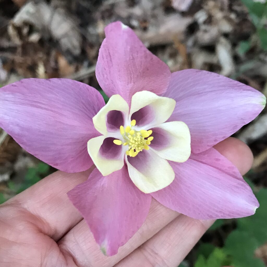 One flower, complicated design. 